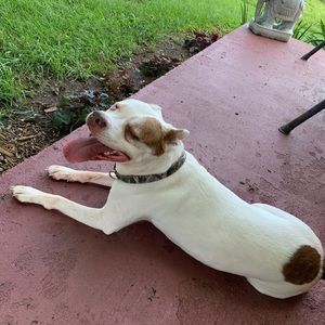 Meet your Posher, Darla